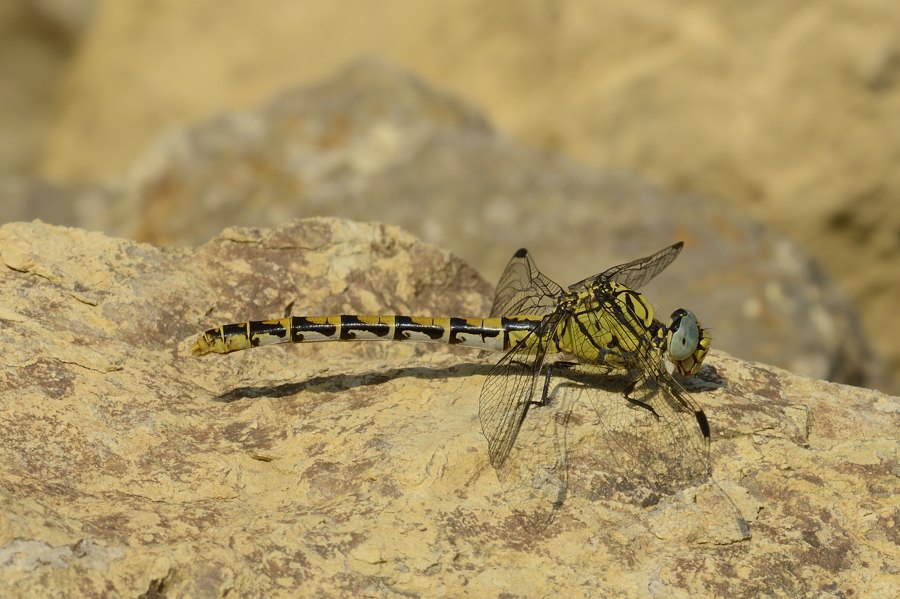 Onychogomphus forcipatus